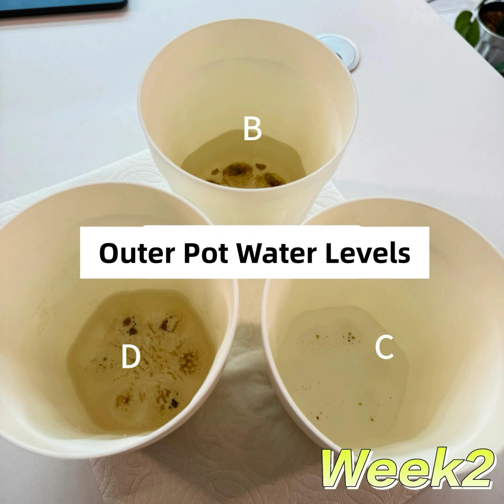Different outer pot water levels in three Anthurium watering setups during Week 2 of the comparison