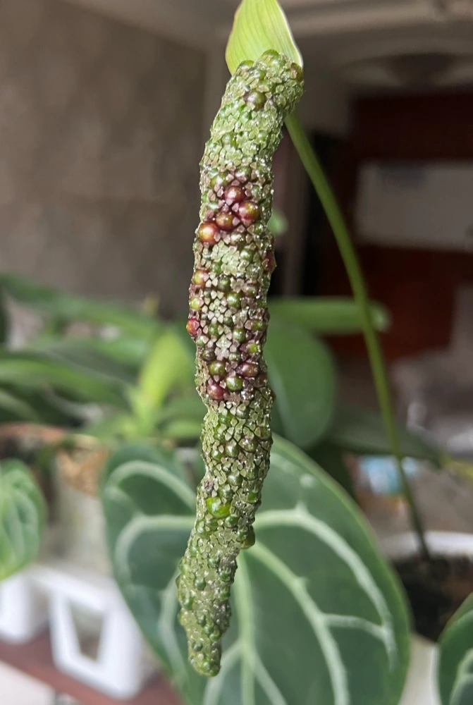 Green Anthurium inflorescence held in hand after pollination, before the berries have fully matured