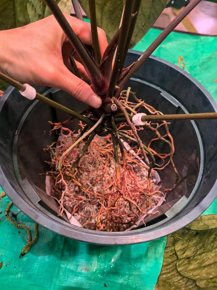 Resetting the plant over a larger pot after root work 1
