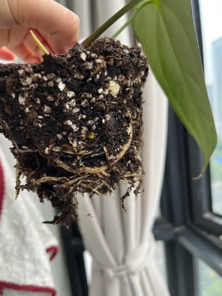 Anthurium root ball removed from the pot while the plant was drooping but roots were not yet severely rotten