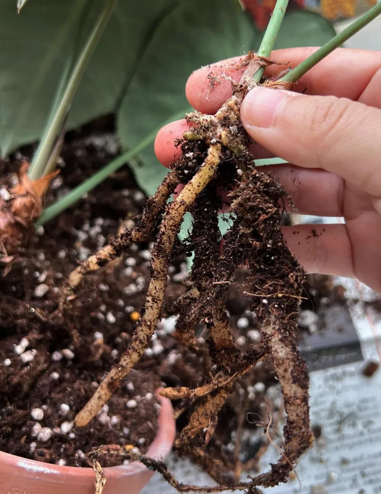 Close-up of an Anthurium division showing several healthy roots attached to the separated section