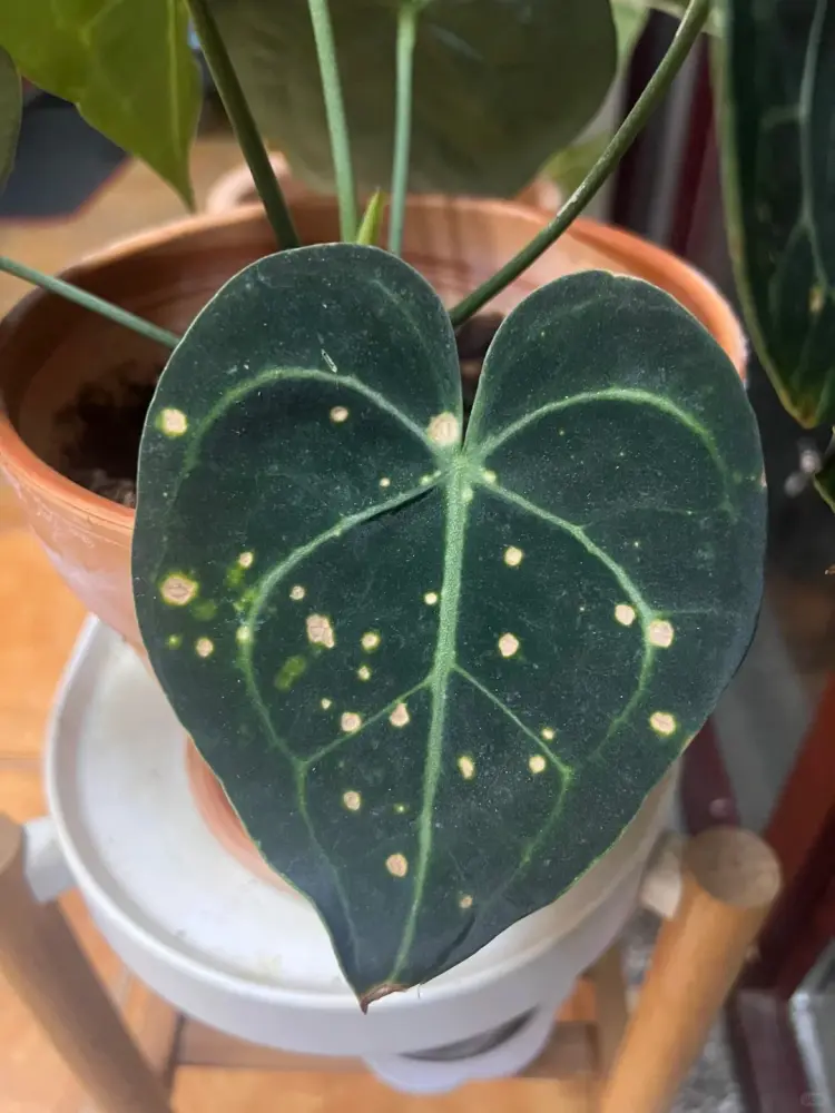 Anthurium leaf with multiple pale circular spots after a period of stale humid conditions