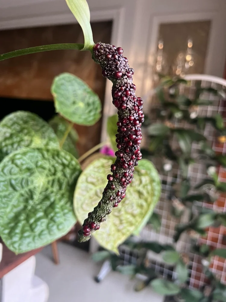 Seed propagation only becomes possible once real berries develop