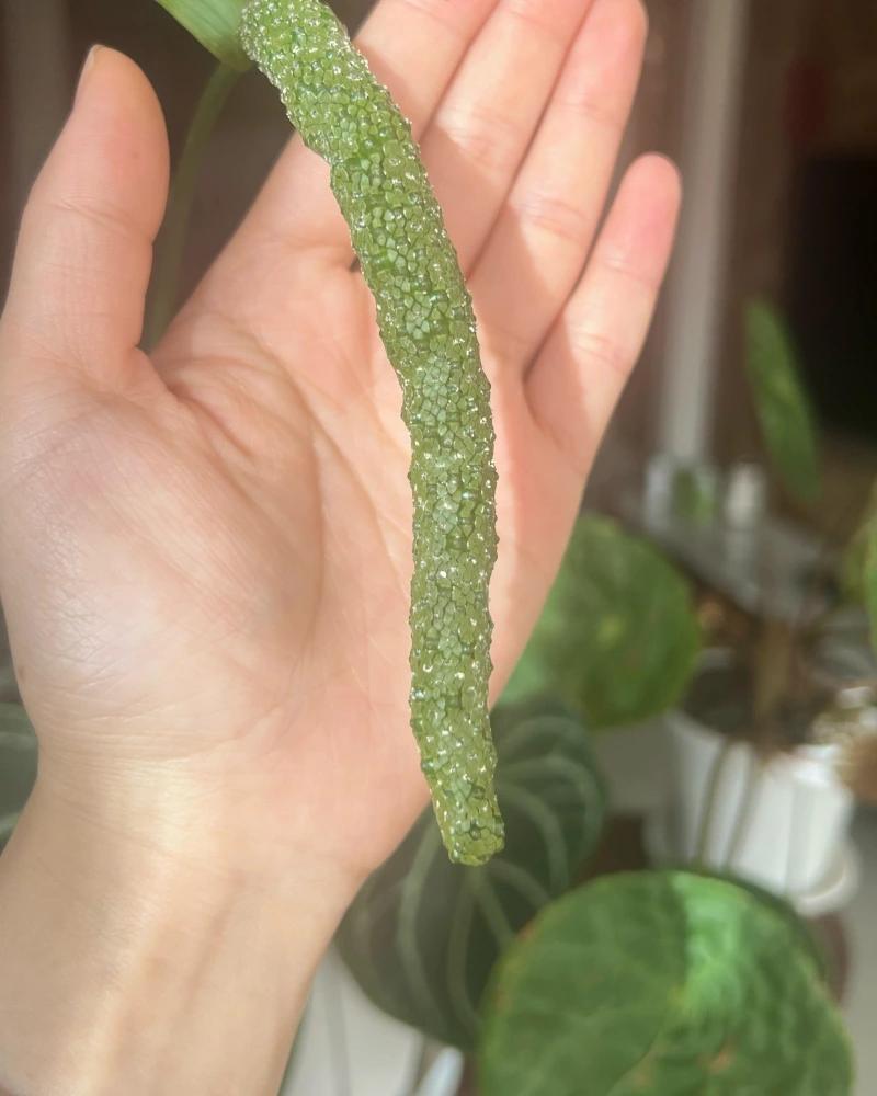 Close-up of a pollinated Anthurium inflorescence covered with dark red mature berries