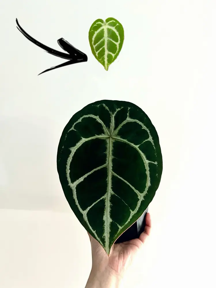 Mature Anthurium forgetii leaf with a broader shield-like shape compared with a smaller juvenile leaf