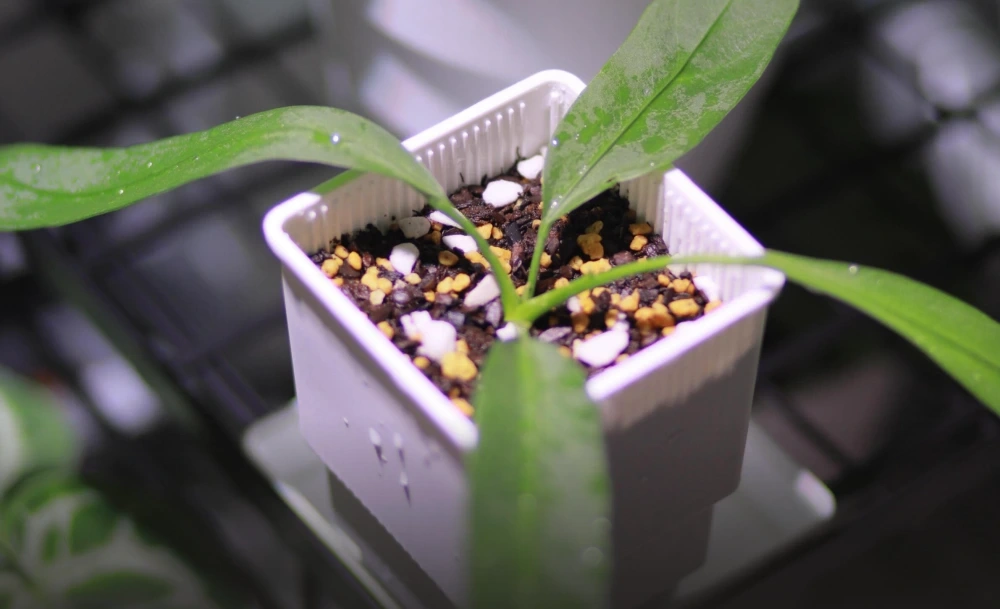 Young Anthurium in a small pot with moisture still clinging to the container and mix