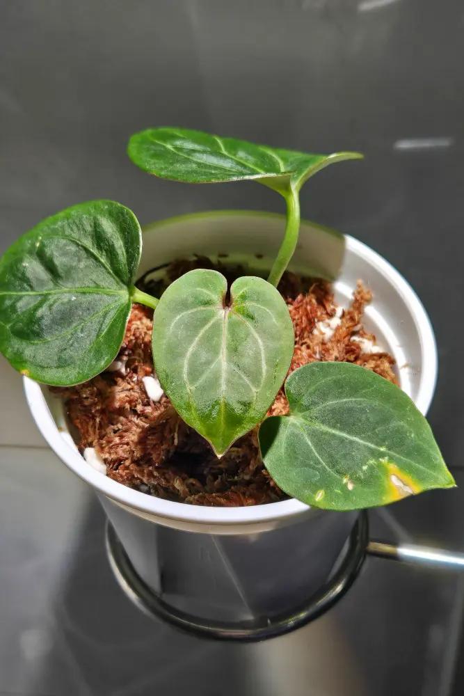 Young Anthurium in moss with several small leaves showing weak growth and minor leaf damage