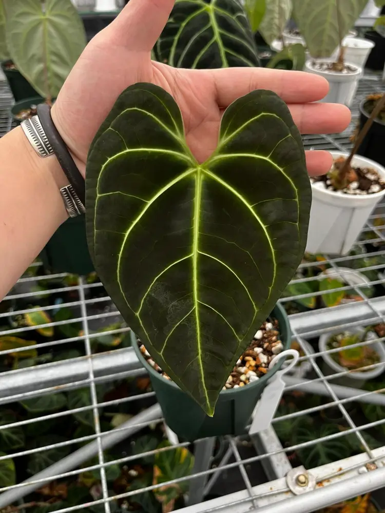 Standard Anthurium regale leaf with broader structure and cleaner vein spacing