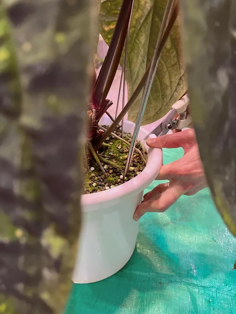 Beginning the root cleanup process on a large Anthurium ace of spades during repotting