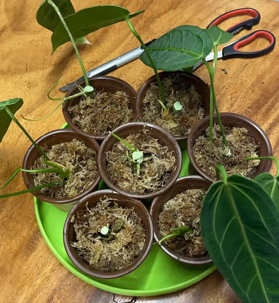 Several Anthurium stem cuttings and top sections potted individually in sphagnum moss after being cut from a taller plant