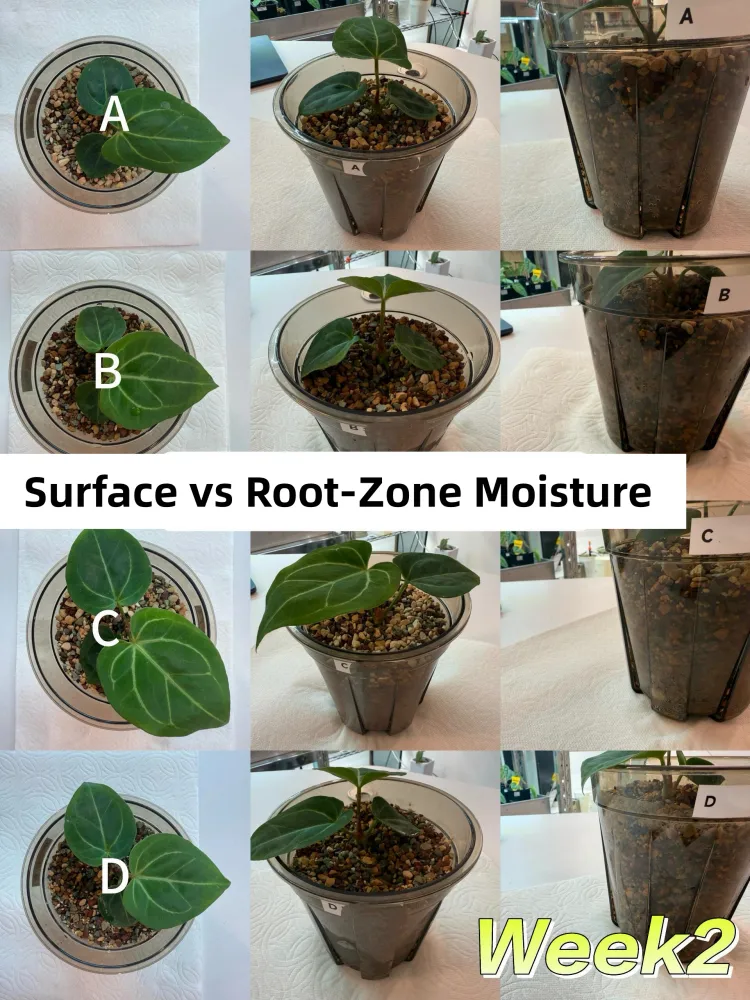 Comparison of surface moisture and inner pot moisture across four Anthurium watering methods in Week 2