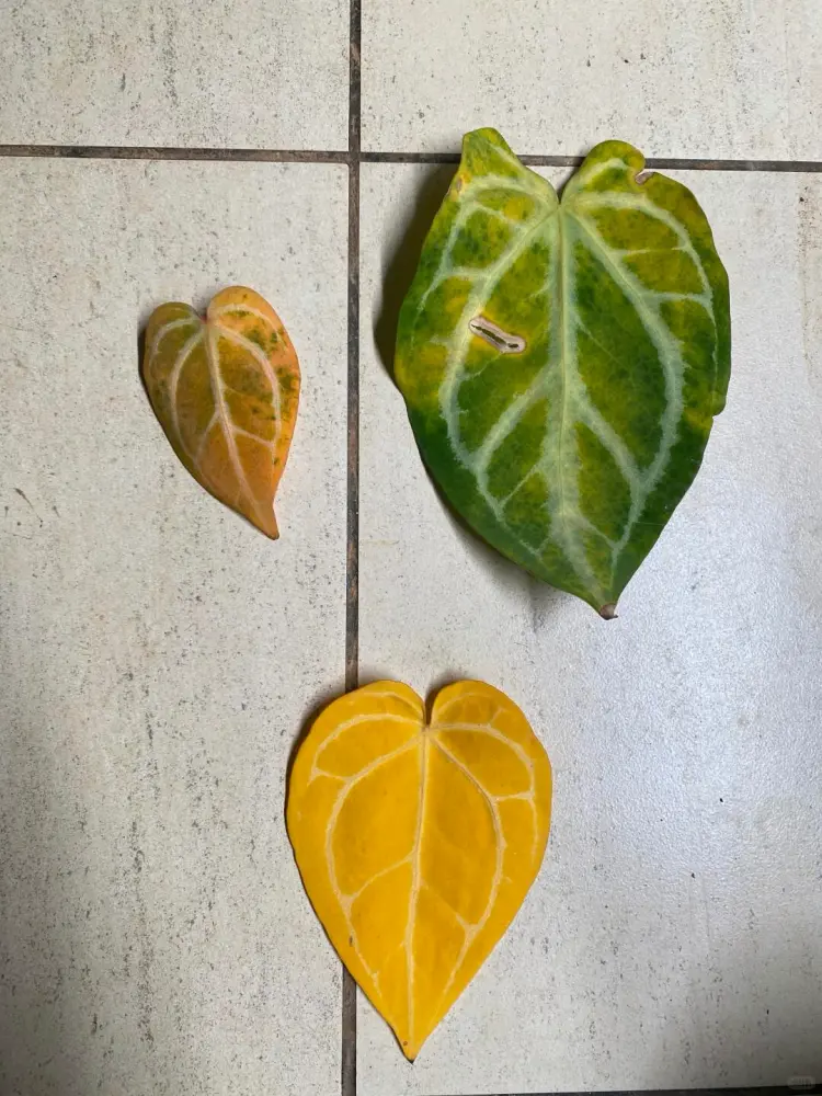 Three Anthurium leaves showing normal aging versus disease