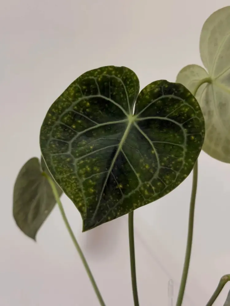 Anthurium leaf covered with fine yellow speckles caused by heat and environmental stress