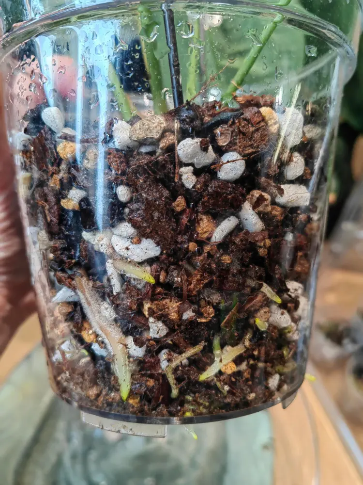 Clear pot with Anthurium roots visible through a carefully structured mix of bark, pumice, perlite, and organic material