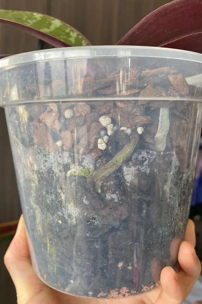 Clear plastic pot with Anthurium roots and dark, moisture-heavy potting mix pressed against the sides