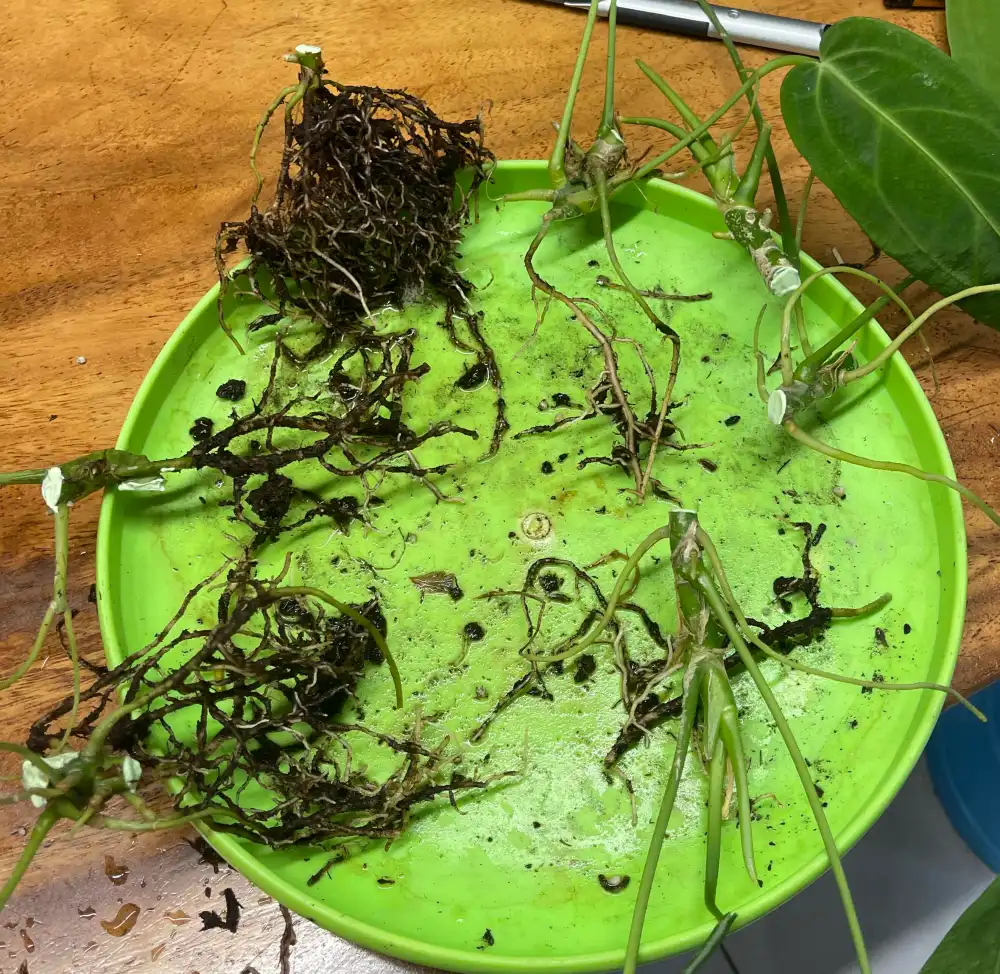 Anthurium stem sections with visible nodes and roots laid out on a tray after being cut for propagation
