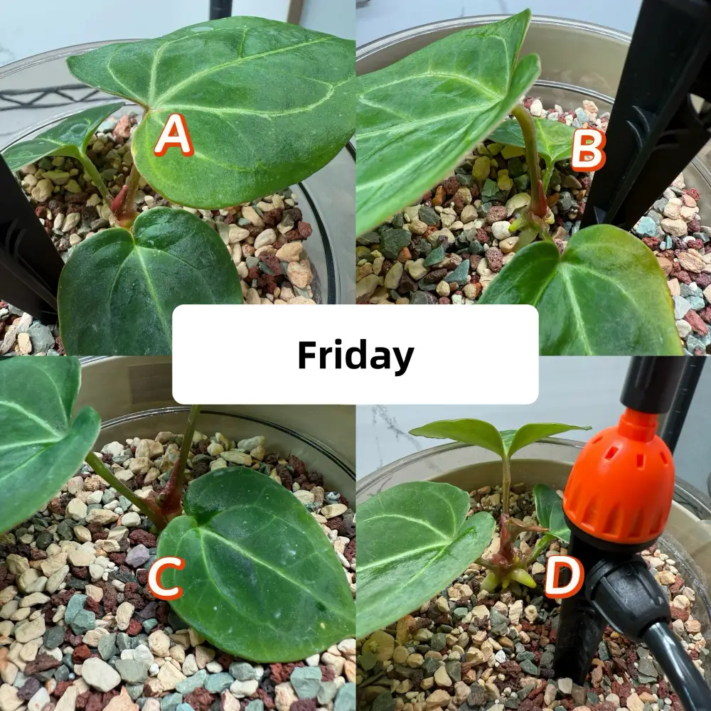 Week 3 Tuesday comparison of four Anthurium watering setups showing early bud and leaf changes
