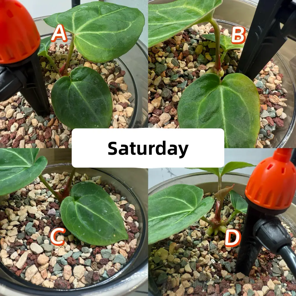 Week 3 Thursday comparison of four Anthurium watering setups with visible differences in bud movement and leaf posture