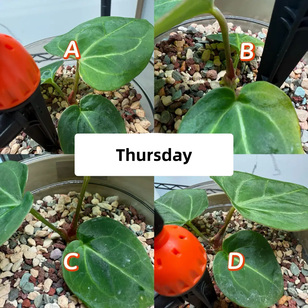 Week 3 Friday side-by-side view of four Anthurium seedlings under different watering methods