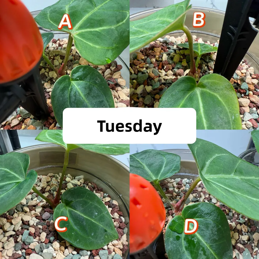 Week 3 Saturday comparison of four Anthurium watering setups showing continued bud development differences