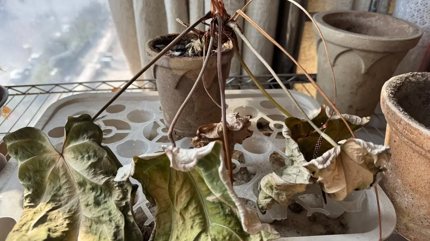 Why Is My Anthurium Dying? What I Check First When a Plant Starts Declining