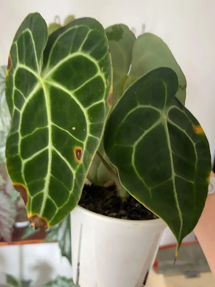 Anthurium leaves with yellow spots developing brown centers and necrotic edges