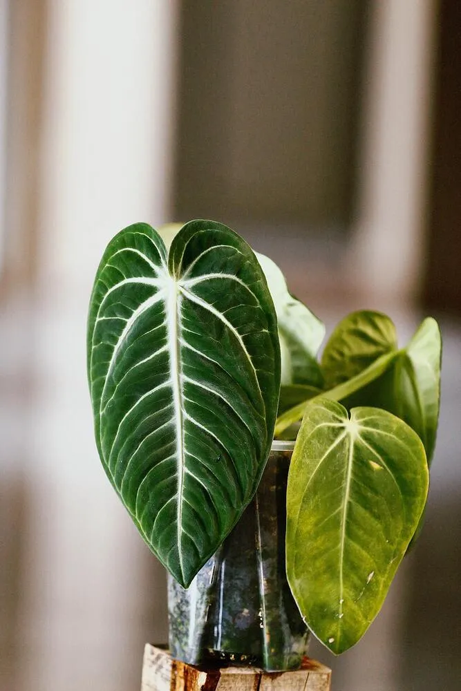Young Anthurium villenaorum in a small clear pot with a dark velvet leaf and pale veins