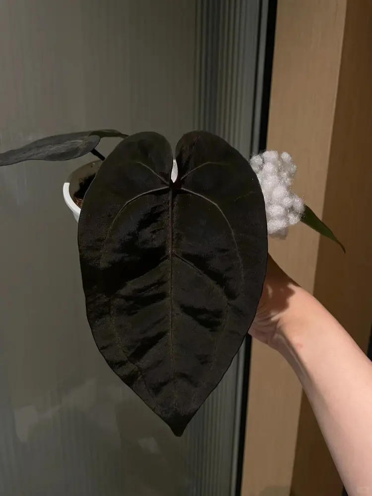 Glossy black Anthurium leaf held up close, showing deep uniform color with minimal vein contrast