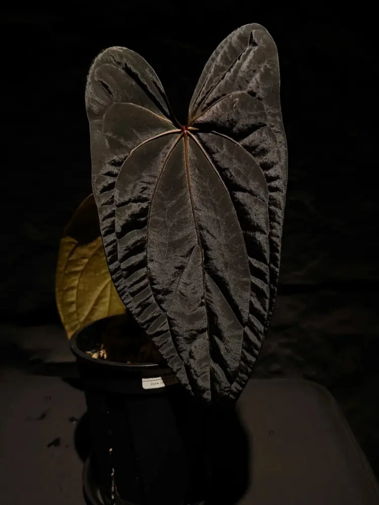 Nearly black Anthurium leaf with matte surface and visible vein structure