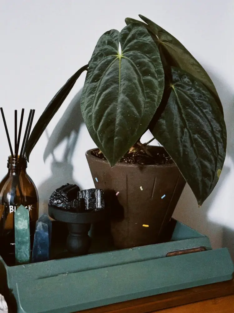Dark green Anthurium in terracotta pot displayed in a home shelf setting with decorative objects