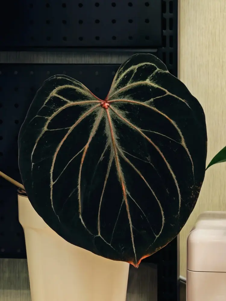 Large dark Anthurium leaf with contrasting cream veins and red petiole, grown indoors