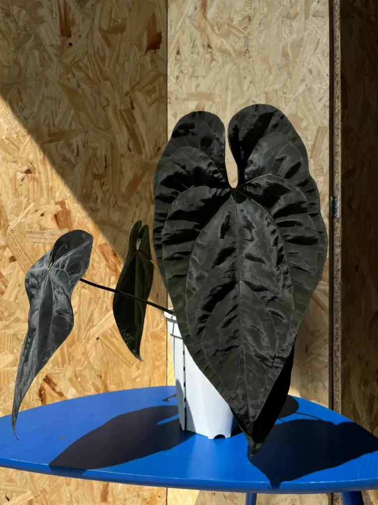 anthurium dark leaves natural light