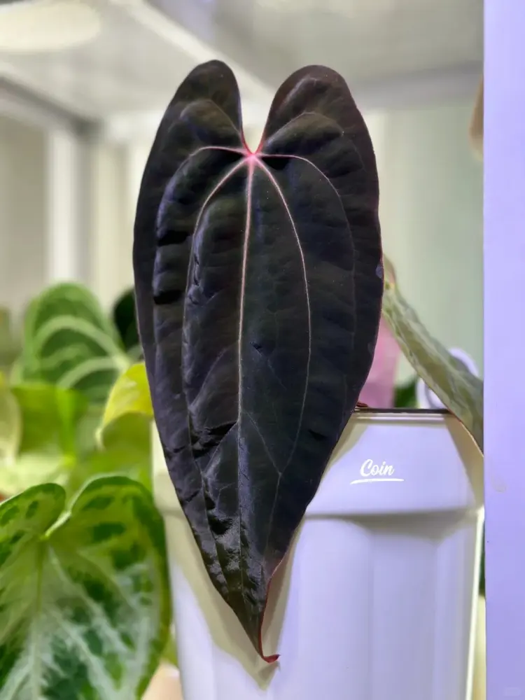 Deep purple-black Anthurium leaf with pink and white veins in an indoor plant collection setting