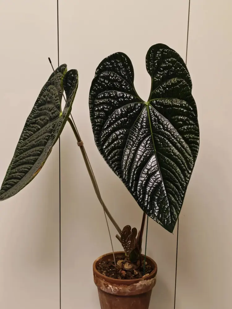Dark Anthurium leaf with heavily textured surface and metallic sheen, grown indoors