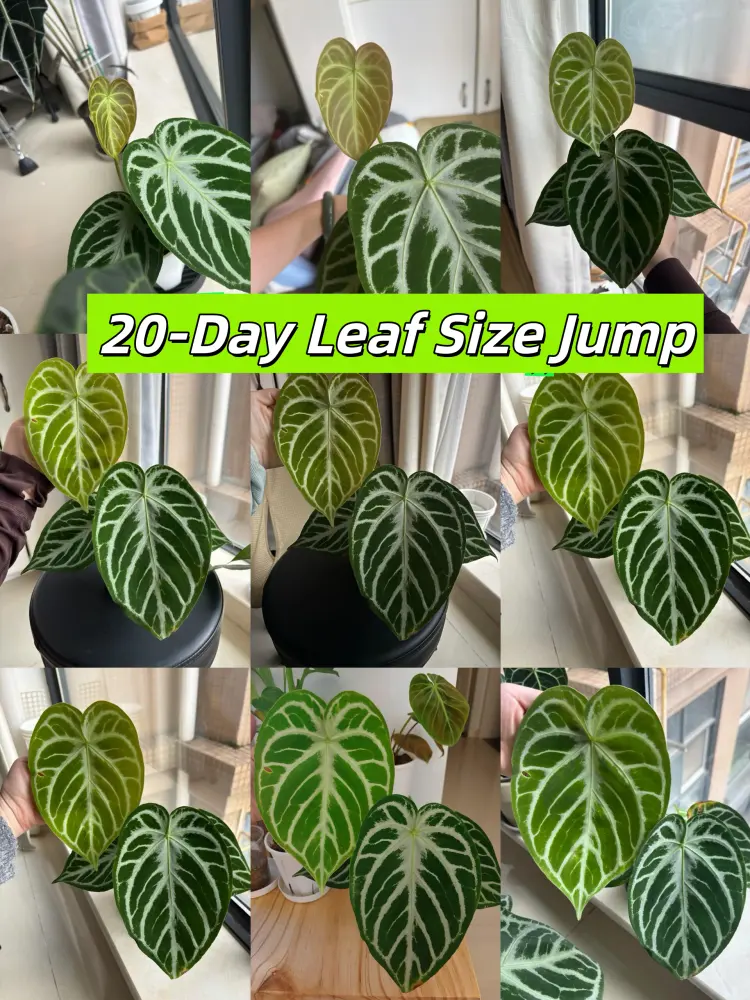 Anthurium Dorayaki hybrid new leaf growing larger over 20 days in bright indoor light