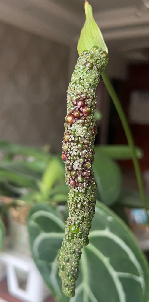 Anthurium spadix with small green and red berries beginning to swell after pollination