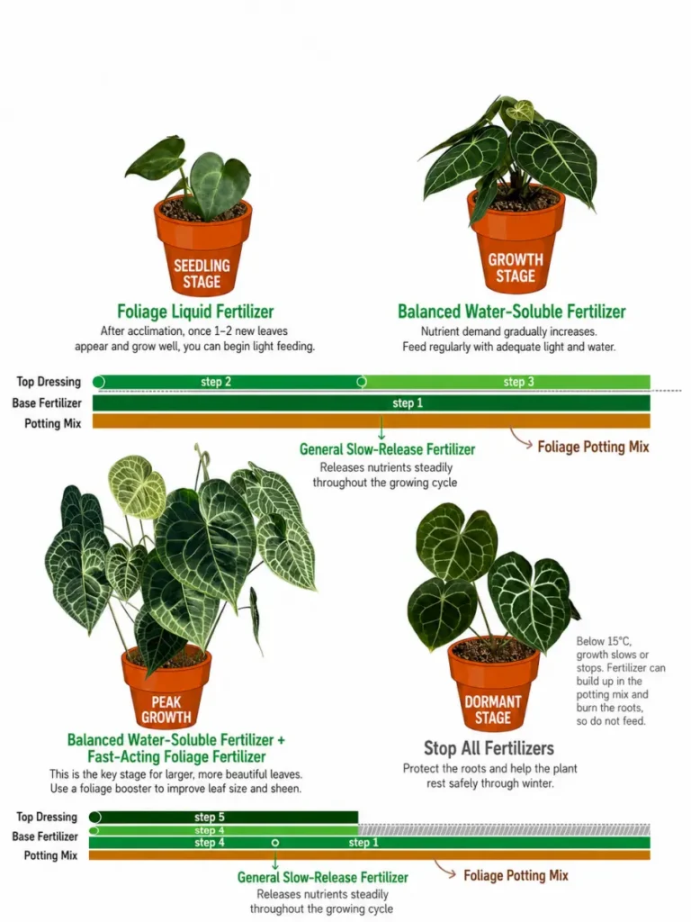 Infographic showing anthurium fertilizing stages from seedling growth to peak growth and dormancy
