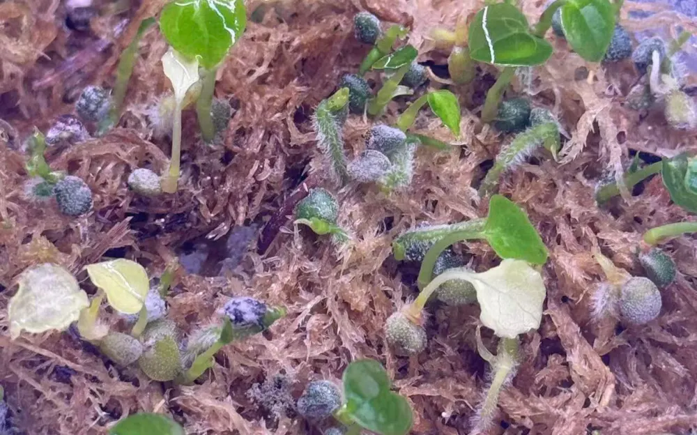 Fresh anthurium seeds germinating on moist sphagnum moss with tiny green seedlings emerging