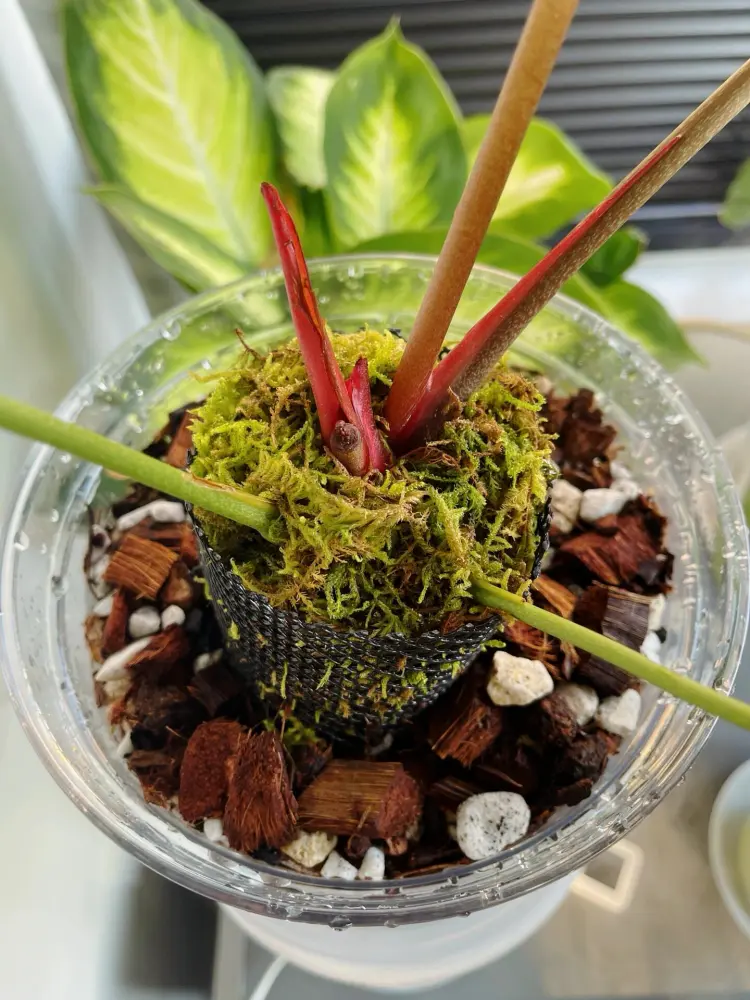Repotted anthurium in a clear pot with sphagnum moss around the base and new red growth emerging