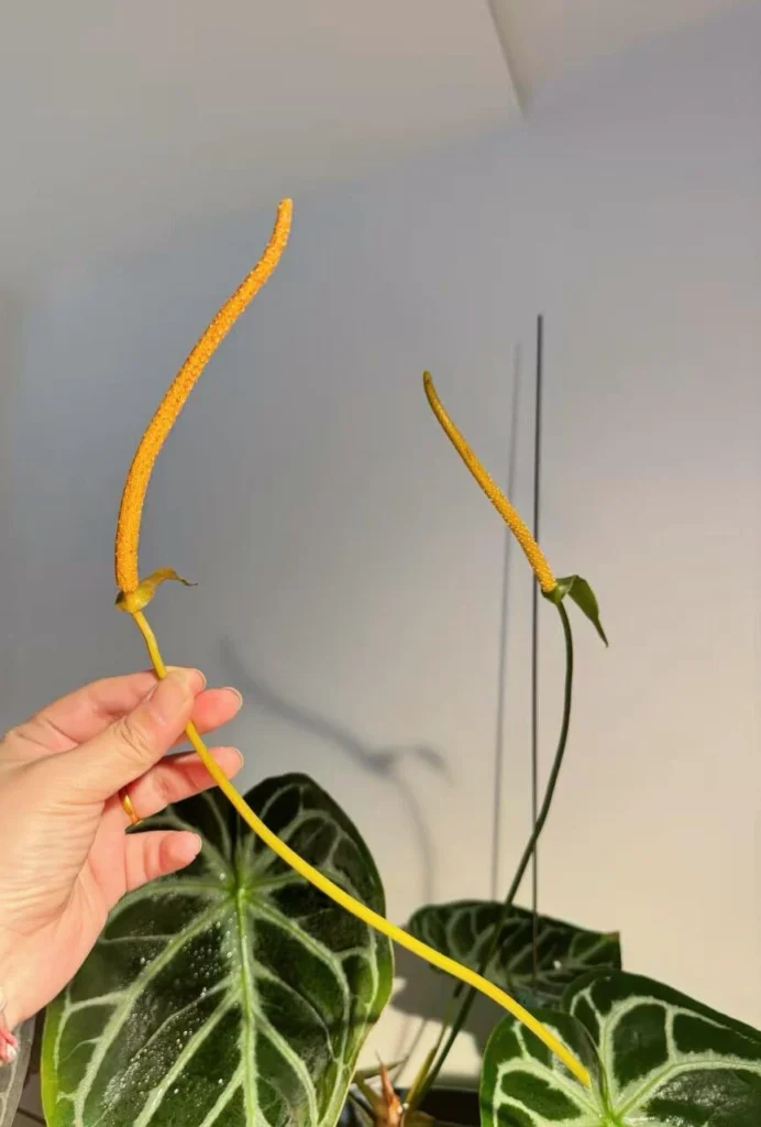 Two anthurium spadices showing the male phase with visible pollen on the surface