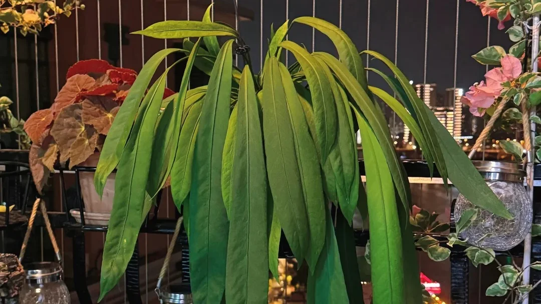Home 2 Anthurium vittarifolium Not Hanging? Here’s What Changed Mine