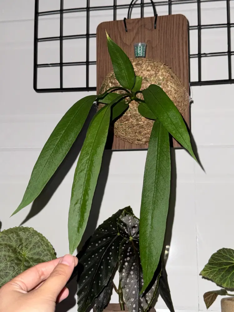 Anthurium vittarifolium growing on a sphagnum moss ball with long leaves hanging down from a wall display