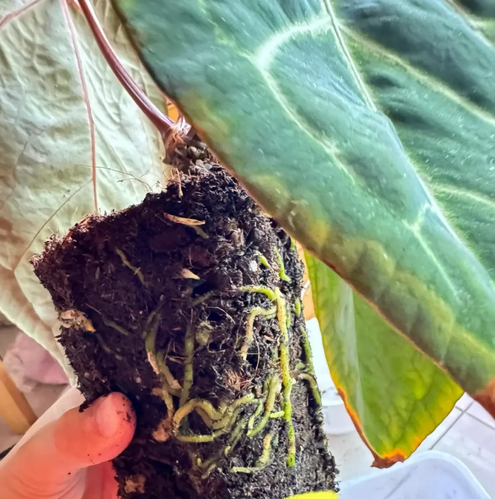 Anthurium root ball with visible roots and chunky potting mix being checked before fertilizing