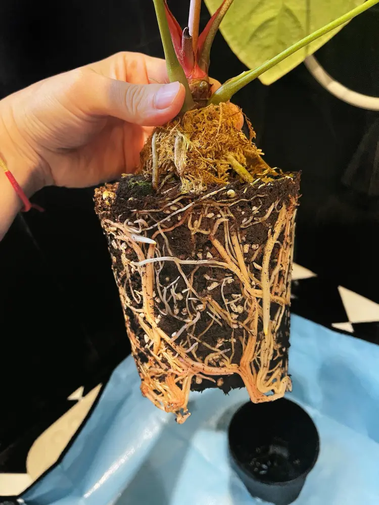 Anthurium root ball removed from the pot with roots visible around the outside before repotting