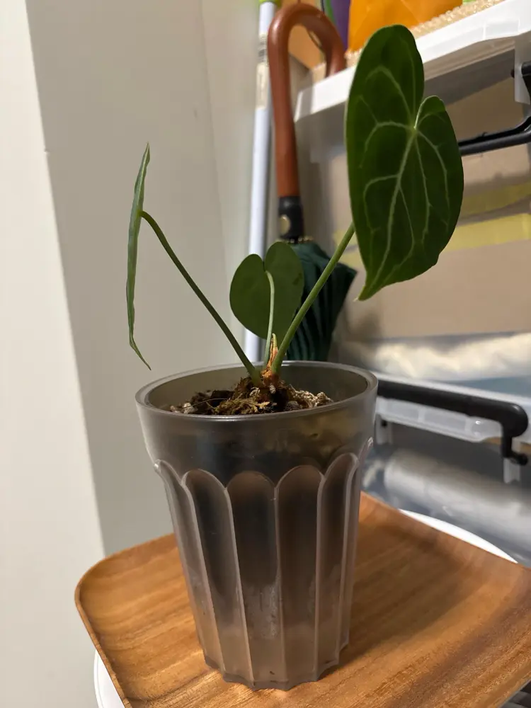 Clarinervium-type anthurium in a pot with small leaves and a new bud showing stalled growth indoors