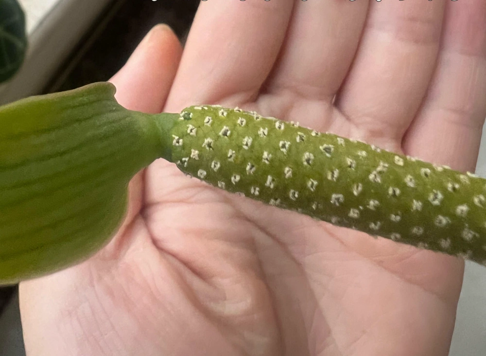 Home 6 I Pollinated My Anthurium Indoors — Here’s What Worked