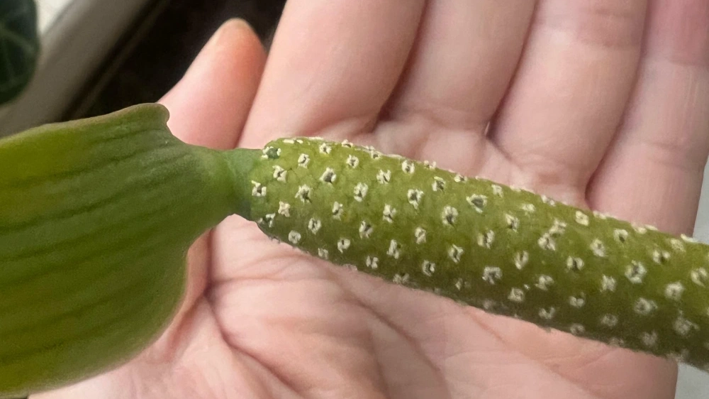 I Pollinated My Anthurium Indoors — Here’s What Worked