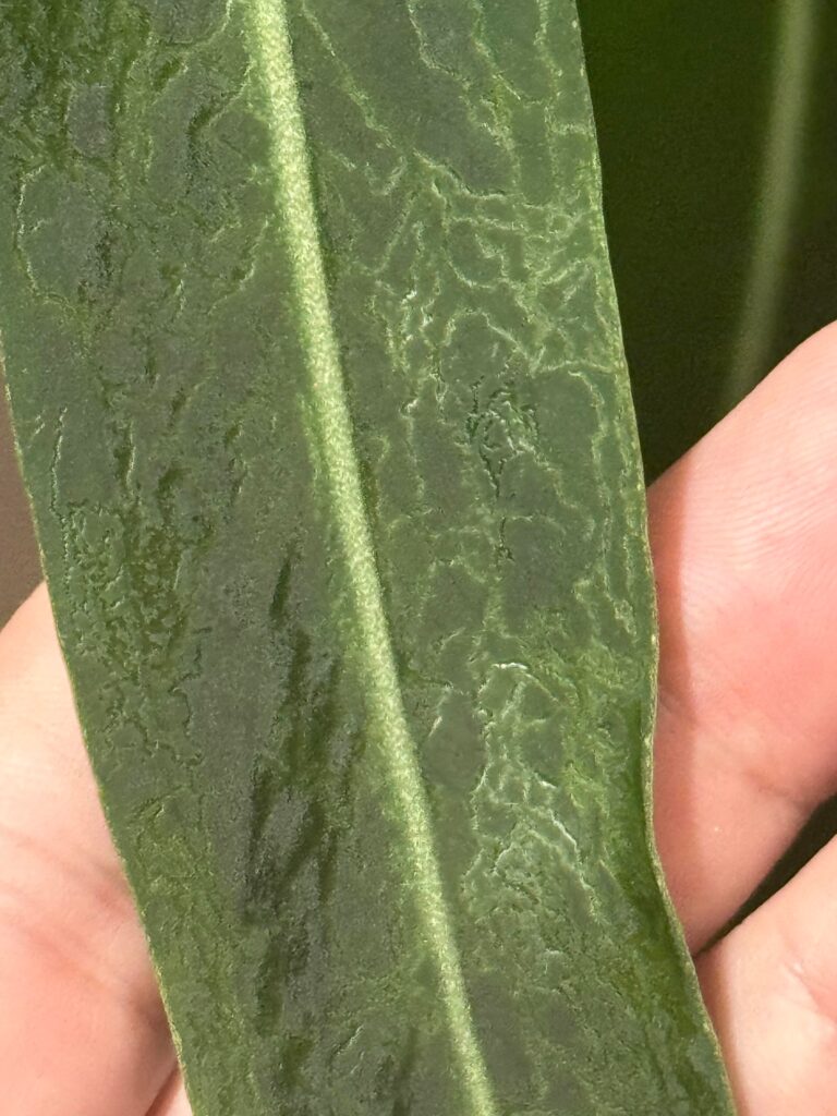 Close-up of pale winding leaf miner-like trails on an Anthurium pallidiflorum leaf