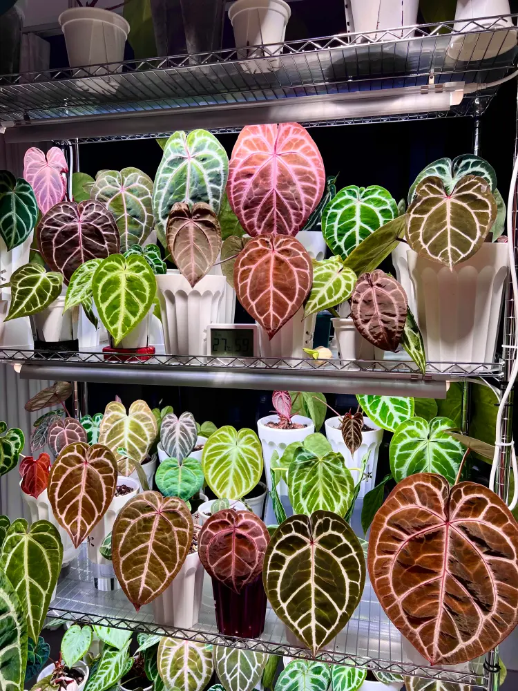 Collection of velvet leaf anthuriums growing indoors under grow lights with different leaf colors and sizes