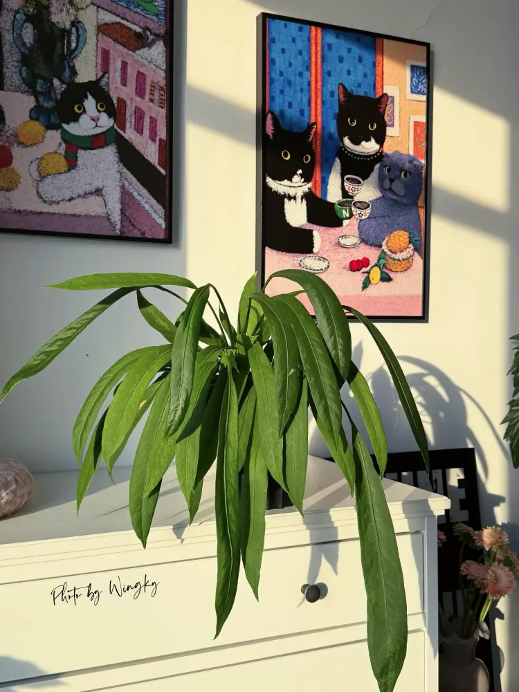 Established Anthurium vittarifolium with long pendant leaves displayed indoors near bright window light
